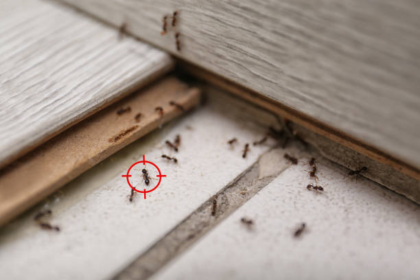 Best Mosquito Control Services  in Haskell, AR
