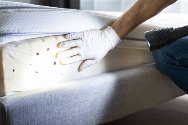Best Exterminator Services  in Haskell, AR
