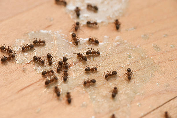 Best Emergency Pest Control  in Haskell, AR